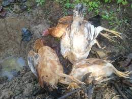 Ayam petelur adalah ayam betina dewasa yang dibudidayakan khusus untuk diambil telurnya saja. Terlihat Menggigil Dan Ngantuk Puluhan Ternak Ayam Warga Di Tapanuli Utara Mati Mendadak Sumut Indozone Id