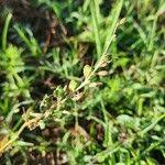 Image result for Trachyandra saltii