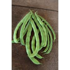 Kentucky wonder bush was introduced in the late 1800s. Kentucky Wonder Pole Bean 66 Day Heirloom Phaseolus Vulgaris