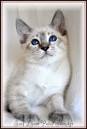 Applehead Kittens for sale Applehead Siamese Cat Breeders ...
