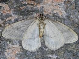 Image result for Operophtera fagata
