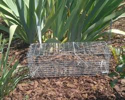 Emptied a few bags into the beds and began working it together, with my hands. Natural Squirrel Repellent Ideas Keep Squirrels Out Of The Yard
