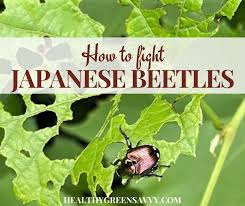 Japanese beetle treatment can take several forms. How To Get Rid Of Japanese Beetles Before They Destroy Your Garden