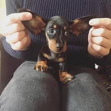 If you are searching for the perfect dachshund puppy to bring into your home, you have come to the right. 7 Best Dachshund Breeders In Texas 2021 We Love Doodles