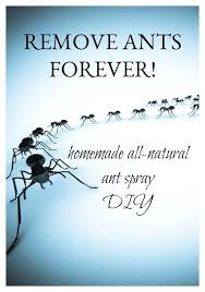 Our top tips to stop ants from invading your kitchen. Homemade All Natural Ant Spray Diy Pink Fortitude Llc Ant Spray Diy Ant Spray Diy Sprays
