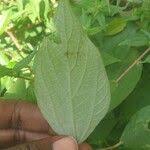 Image result for Pouzolzia guineensis