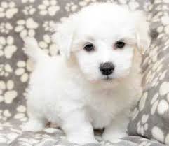 Finding the right puppy can be dog gone hard work. Coton De Tulear Breed Puppies By Design Online Coton De Tulear Puppy Coton De Tulear Coton De Tulear Dogs