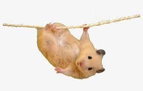 Check out these funny hamster memes. Hamster Meme Reaction Reactionmeme Freetoedit Hamster With Peace Sign Hd Png Download Kindpng