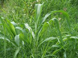 Image result for Sorghum arundinaceum