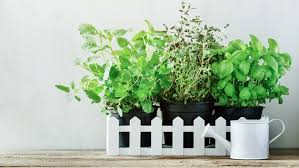 Gartenkräuter ist eine flektierte form von gartenkraut. Krauter Auf Der Fensterbank Und Im Beet Ziehen Ndr De Ratgeber Garten Nutzpflanzen
