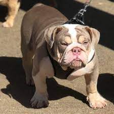 Sky is a blue tri merle triple color carrier. Blue Tri Choco Tri Lilac Tri And Merle English Bulldogs Home Facebook