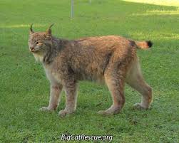 He's the black, gray and white tabby and the tufts can be seen in his photo. Big Cat Rescue On Twitter Canadian Lynx Have A Flared Facial Ruff Black Ear Tufts And Long Hind Legs With A Short Tail Large Wide Spreading Feet Covered In Fur Https T Co Gsouxdqsbm