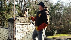 24 hour pest control services in suffolk. Suffolk Animal Control Animal Control In Suffolk County