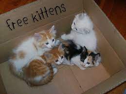For the same reasons, do not attempt to give away kittens from a box outside your supermarket, nor post free. Briana Revis Brianarevis16 Profile Pinterest