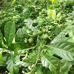 Image result for Leptactina