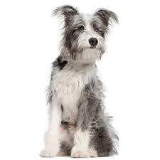 Maybe you would like to learn more about one of these? Heartworm Tx Dosage