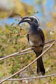 Common Garden Birds Of South Africa Top 25 Wild Bird Photographs Of The Week 28 South African Birds Wild Birds Birds