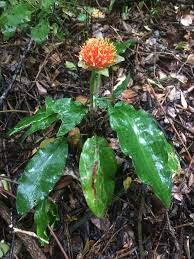 Image result for Scadoxus membranaceus