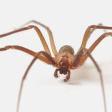 3185 franklin rd murfreesboro tn 37128. Poisonous Spiders Allgood Pest Solutions Pest Control In Ga Tn