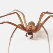 The united states is home to around 3,500 species of spiders. Poisonous Spiders Allgood Pest Solutions Pest Control In Ga Tn