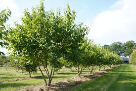 Image result for Halesia