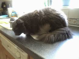 The kidneys compensate and compensate until they are nearly destroyed. Tanya S Comprehensive Guide To Feline Chronic Kidney Disease Symptoms Overview