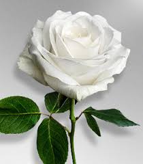Maybe you would like to learn more about one of these? Kanaiyala Reshamdalal Obituary Carmel Ny Balsamo Cordovano Funeral Home