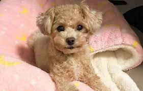 See full list on vequill.com 12 Amazing Things About Chipoo Dogs Chihuahua Poodle Mix