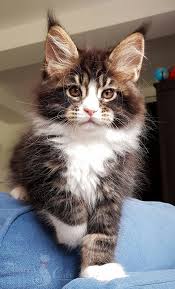 Pin On Maine Coon Katzen