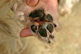 Download puppy paw design zip file. Trimming Shih Tzu Paw Pads Complete How To Manual
