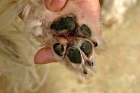 Concrete, to give an example, could be rough. Trimming Shih Tzu Paw Pads Complete How To Manual