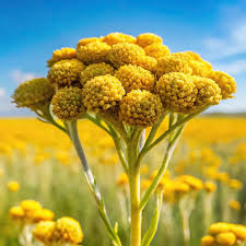Image result for Helichrysum membranaceum