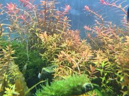 Image result for Rotala
