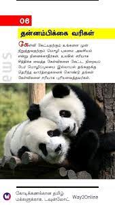 pin by lavanya on a tamil quotes panda bear bear panda