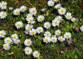 Alla tua prossima occasione festeggia con le bomboniere #green di fiori di campo. Margherita Di Campo O Bellis Perennis Fiore Ricco Di Rimedi E Proprieta Benefiche Naturopataonline
