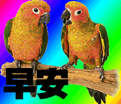 pin van luan lee op gif 早安的小小鸟