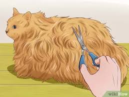 Because urinary problems, colon tumor and many other things cause symptoms similar to that of. 3 Ways To Cure A Cat Of Constipation Wikihow
