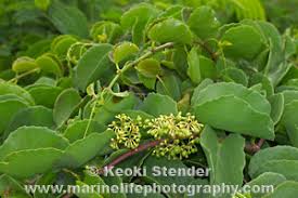 Image result for Cissus cornifolia