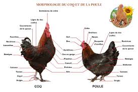 Morphologie Poule Coq Jpg 700 470