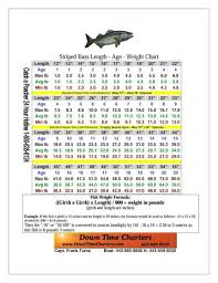 striped bass age length weight chart virginiastripers