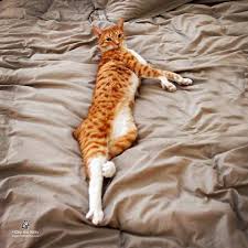 Internet Fenomeni Olmus 20 Kedi Goruntuler Ile Kedi Hayvanlar Fenomenler