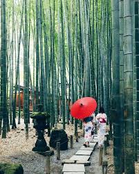 Kyoto Japan Beautiful Beautifulplaces Asia Travel Aroundtheworld Bamboo Color Green Journey Turism Tog Japan Destinations Japan Travel Kyoto Japan