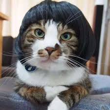 Mpk Kedi Peruk Sari Ve Mavi Kedi Peruk Pet Kopek Komik Kedi Peruk Kedi Kostum Hair Sticker Hair Tubehair Extensions Half Wig Aliexpress