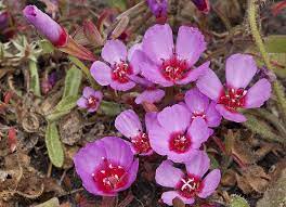 Clarkia Rubicunda Farewell To Spring Reddened Clarkia Ruby Chalice Clarkia California Native Plants Native Plants Flowers
