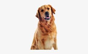 Cachorros Shiba Inu Mixed With Golden Retriever Transparent Png 582x440 Free Download On Nicepng
