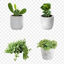 Plant In A Ceramic Pot Mockup Design Elements Free Image By Rawpixel Com Kwanloy In 2020 Mockup Design Design Elements Ceramic Pot
