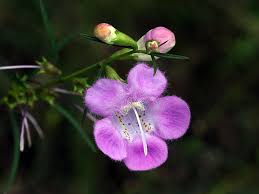 Image result for Gerardiina