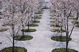 Cherry Blossom Sakura Hiroba Design By Tadao Ando Makuhari Landscape Design Commercial Landscape Design Landscape Architecture