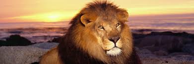 Select your favorite images and download them for use as wallpaper for your desktop or phone. 35 Free Examples Of Mighty Lion Wallpaper Naldz Graphics