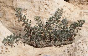 Image result for Indigofera subulifera